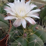 Gymnocalycium horstii ©JLcoll.637.jpg